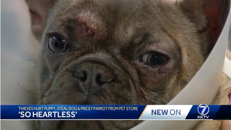 Burglars snatch expensive parrot and French bulldog in pet store smash-and-grab
